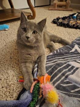 Rescue Domestic Short Hair Cats for Adoption - Spooky | PetCurious