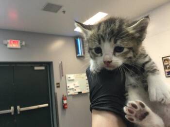 Domestic Short Hair Cats Available for Adoption in Thousand Palms, California - NOVA | PetCurious