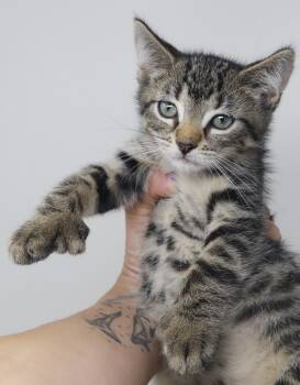 George is such a dork - SOOO many extra toes polydactyl -  Extra Toes Cat Hemingway Polydactyl and Tabby Cat for Adoption in Bedford Hills, New York - George Is Such A Dork - SOOO Many Extra Toes Polydactyl | PetCurious