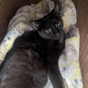 Rescue Domestic Short Hair Cats for Adoption in Austin, Texas - Candy Land | PetCurious