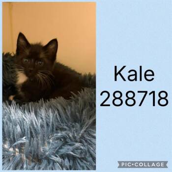 Domestic Short Hair Cats Available for Adoption in Macon, Georgia - KALE | PetCurious
