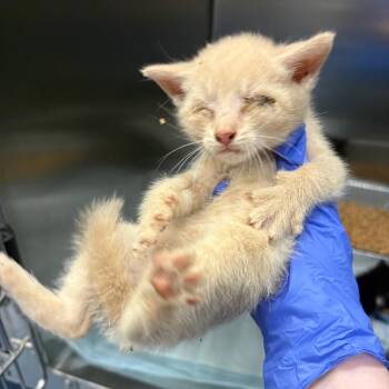 Snickers -  Domestic Short Hair Cat for Adoption in Greensboro, North Carolina - Snickers | PetCurious