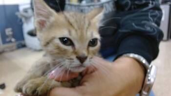 BRISA -  Domestic Short Hair Cat for Adoption in Doral, Florida - BRISA | PetCurious