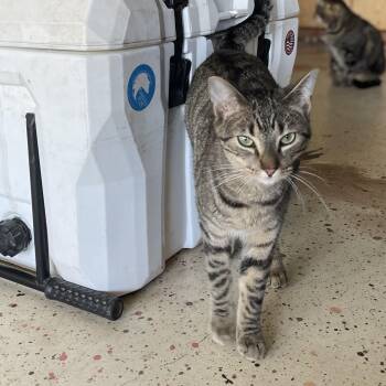 Macaroni -  Domestic Short Hair Cat for Adoption in Liverpool, Texas - Macaroni | PetCurious