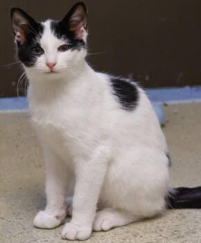 Illinois -  Domestic Short Hair Cat for Adoption in Baraboo, Wisconsin - Illinois | PetCurious