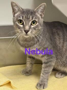 NEBULA -  Domestic Short Hair Cat for Adoption in New Bern, North Carolina - NEBULA | PetCurious