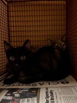 Ellie -  Domestic Short Hair Cat for Adoption in Austin, Texas - Ellie | PetCurious