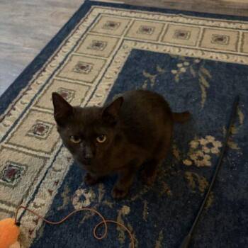 Binx -  Domestic Short Hair Cat for Adoption in Tampa, Florida - Binx | PetCurious