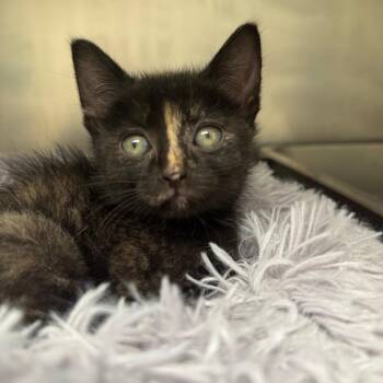 Open Sesame -  Domestic Short Hair Cat for Adoption in Pekin, Illinois - Open Sesame | PetCurious