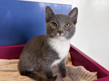 CHEESE CAKE -  Domestic Short Hair Cat for Adoption in Auburn, California - CHEESE CAKE | PetCurious