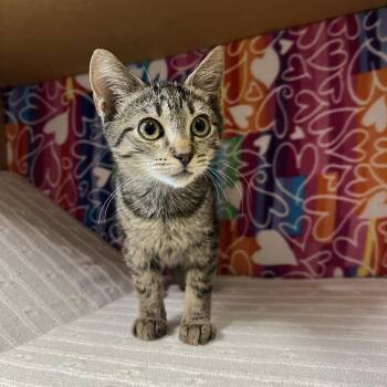 Jesse -  Domestic Short Hair Cat for Adoption - Jesse | PetCurious