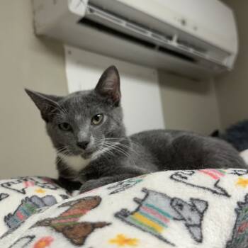 Rescue American Shorthair Cats for Adoption in Blue Ridge, Georgia - Shawn | PetCurious