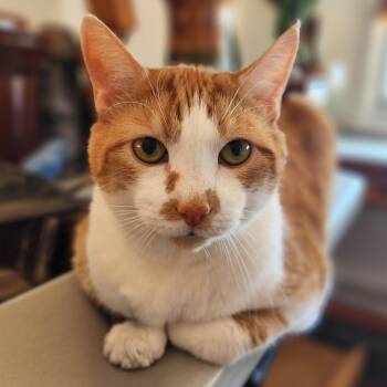 Handsome Chester -  Domestic Short Hair Cat for Adoption in New York, New York - Handsome Chester | PetCurious