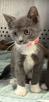 Fleet -  Domestic Short Hair Cat for Adoption in Oakland, California - Fleet | PetCurious