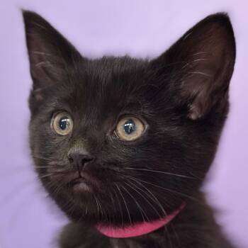 Zen -  Domestic Short Hair Cat for Adoption in Victor, New York - Zen | PetCurious