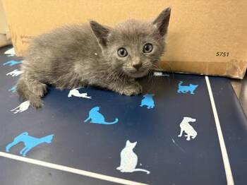 Domestic Short Hair Cats Available for Adoption in Ontario, California - HUGO - NEEDS A FOSTER | PetCurious
