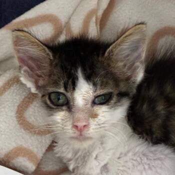 Humpty Dumpty -  Domestic Short Hair Cat for Adoption in Redwood City, California - Humpty Dumpty | PetCurious