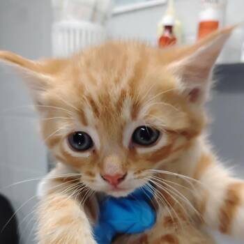 Domestic Short Hair Cats Available for Adoption in Summerville, South Carolina - Pru | PetCurious