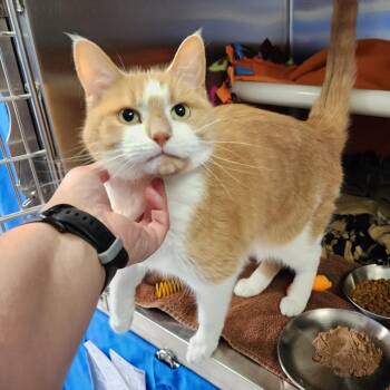 Millie -  Domestic Short Hair Cat for Adoption in Walker, Michigan - Millie | PetCurious