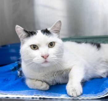 Chester -  Domestic Short Hair Cat for Adoption in Golden, Colorado - Chester | PetCurious