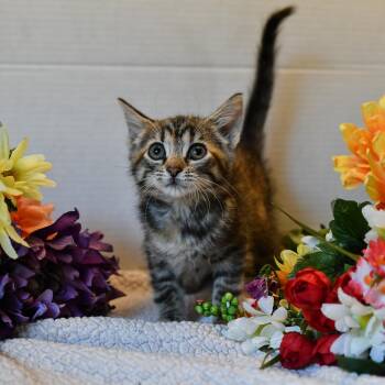 Rescue Domestic Short Hair Cats for Adoption in Hermitage, Pennsylvania - Taryn | PetCurious