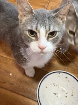 Milo -  Domestic Short Hair Cat for Adoption in Spencerville, Ontario - Milo | PetCurious