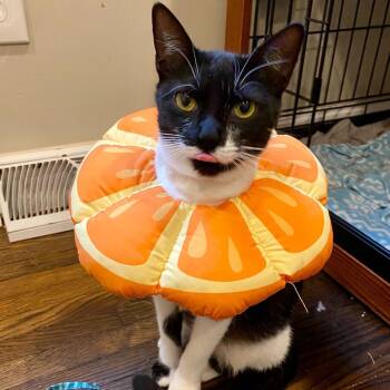 Rescue Domestic Short Hair Cats for Adoption in Charlotte, North Carolina - Sandy | PetCurious