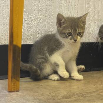 Domestic Short Hair Cats Available for Adoption in Tulsa, Oklahoma - Brooks | PetCurious