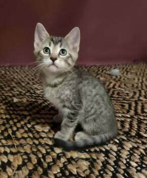 Ernie -  Domestic Short Hair Cat for Adoption in Warr Acres, Oklahoma - Ernie | PetCurious