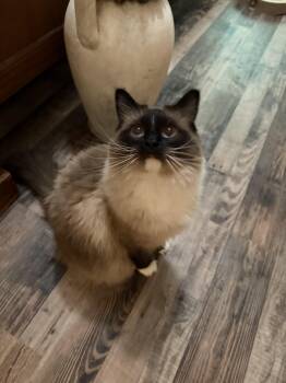CASHMERE -  Ragdoll Cat for Adoption in Indianapolis, Indiana - CASHMERE | PetCurious