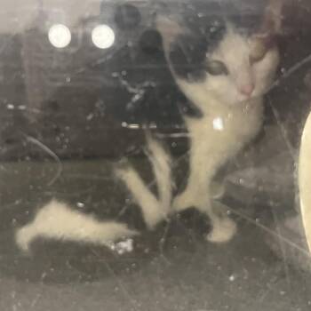 Parfait -  Domestic Short Hair Cat Available for Adoption in Harrisonburg, Virginia - Parfait | PetCurious