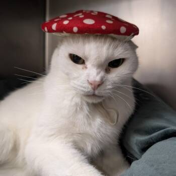 Sir Charles III -  Domestic Short Hair Cat for Adoption in Titusville, Florida - Sir Charles III | PetCurious