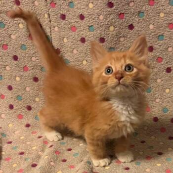 Noah -  Domestic Medium Hair Cat for Adoption in Waterloo, Iowa - Noah | PetCurious