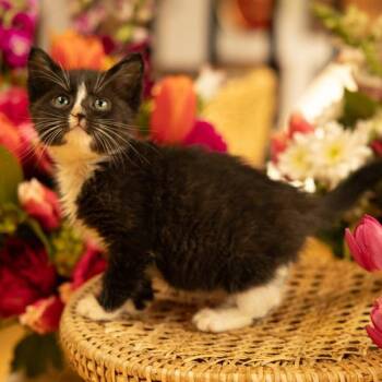 Domestic Short Hair Cats Available for Adoption in Vancouver, Washington - Blackberry | PetCurious