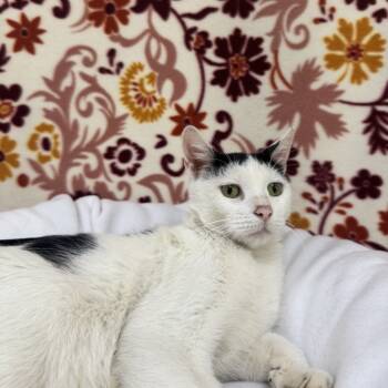 Rescue Domestic Short Hair Cats for Adoption in Riverwoods, Illinois - Skunk | PetCurious