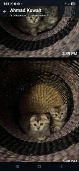 Rescue Scottish Fold Cats for Adoption in Snow Hill, Maryland - Eva | PetCurious