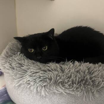 Domestic Short Hair Cats Available for Adoption in Oak Brook, Illinois - Severus Snape | PetCurious