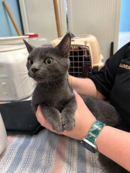 Domestic Short Hair Cats Available for Adoption - Colette | PetCurious