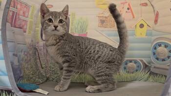 Charmin -  Domestic Short Hair Cat for Adoption in Red Wing, Minnesota - Charmin | PetCurious