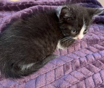 Ring -  Domestic Short Hair Cat for Adoption in Island Lake, Illinois - Ring | PetCurious