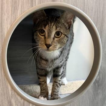 Nellie -  Domestic Short Hair Cat for Adoption in Seneca, South Carolina - Nellie | PetCurious