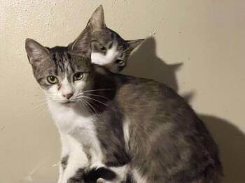 Rescue American Shorthair Cats for Adoption in Mint Hill, North Carolina - Ava And Abby | PetCurious