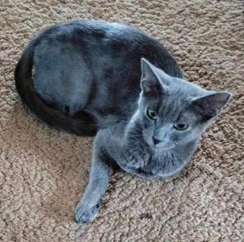 Rescue Domestic Short Hair Cats for Adoption in Orrville, Ohio - Mama Odie | PetCurious