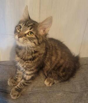 Wolfey and Spice -  Domestic Short Hair and Domestic Medium Hair Cat for Adoption in Lenexa, Kansas - Wolfey And Spice | PetCurious