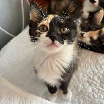 Daisy -  Domestic Short Hair Cat for Adoption in Pleasant Hill, California - Daisy | PetCurious