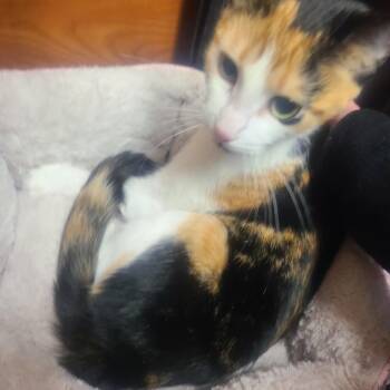 Stevie -  Domestic Short Hair Cat for Adoption in Buffalo, New York - Stevie | PetCurious