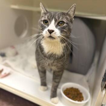Frisky -  Domestic Short Hair Cat for Adoption in Philadelphia, Pennsylvania - Frisky | PetCurious