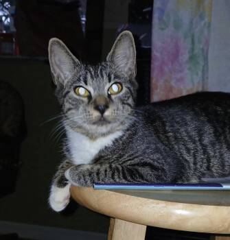 Bamachie -  Domestic Short Hair Cat for Adoption in INDN HBR BCH, Florida - Bamachie | PetCurious