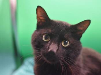 Domestic Short Hair Cats Available for Adoption in Portland, Oregon - Glorilla | PetCurious