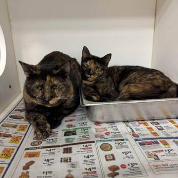 Venus & Serena -  Tortoiseshell Cat for Adoption in Bloomfield, New Jersey - Venus & Serena | PetCurious